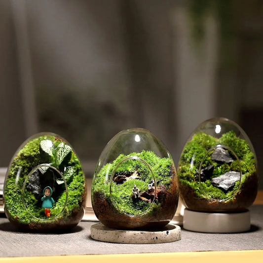 Creative Egg-shaped Glass Bottles Succulent Glass Vase Hydroponic Fleshy Micro Landscape Glass Terrarium Moss Home Decoration
